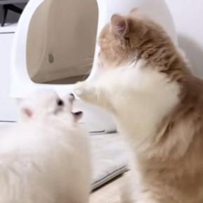 遊びに誘ってきた『弟分の犬』に……猫がとった『まさかの行動』が可愛すぎると100万再生「ホレホレホレって感じｗ」「ずっと見ていられる」