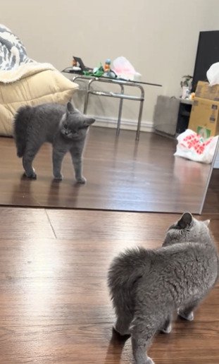 大きな鏡の前で足を止めた子猫→『鏡に映った自分』を見た結果…「やばい可愛すぎるｗｗ」笑ってしまう瞬間が16万再生「負けられないよねｗ」