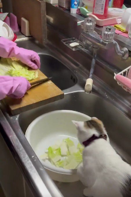 調理中のおばあちゃんと猫