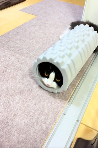 上目遣いの猫