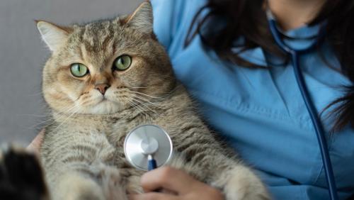 診察を受ける猫