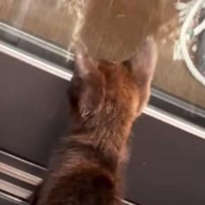 庭に現れた『人懐っこい子猫』を家族に迎えた結果→8か月が経つと…心温まる光景が15万再生「素敵な出会い」「幸せに暮らすんだよ」
