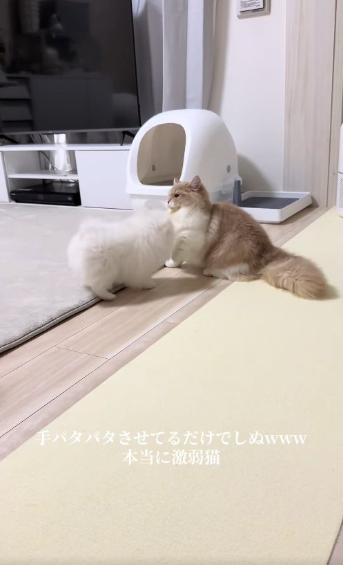 犬と向かい合ってやや体を後ろに引いている猫