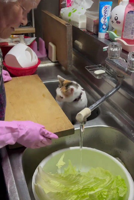 調理中のおばあちゃんと猫