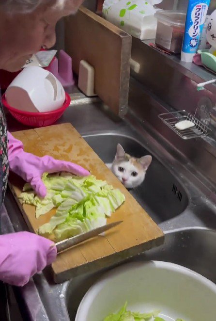 調理中のおばあちゃんと猫
