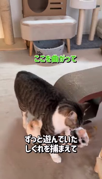 そぼろくんに持ち上げられるしぐれちゃん