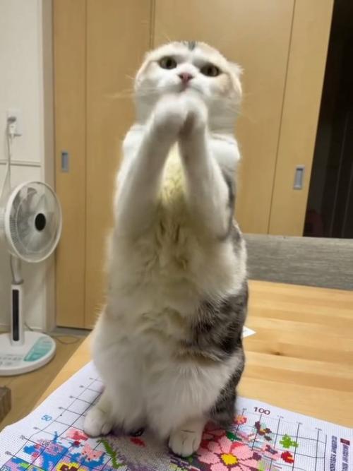 テーブルの上で前足をそろえてポーズをとる猫
