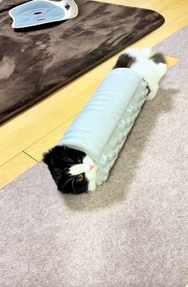 スッポリ挟まる猫