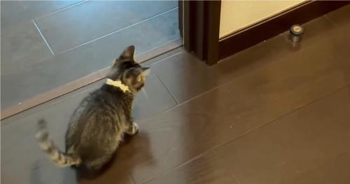 何度もドアストッパーを見る猫