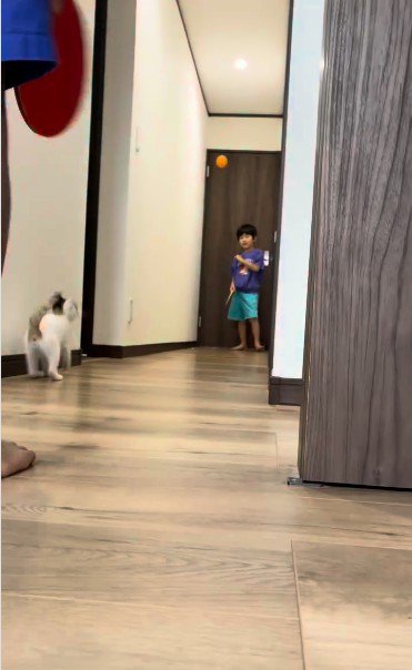 廊下で遊んでいる子どもとそれを見ている子猫