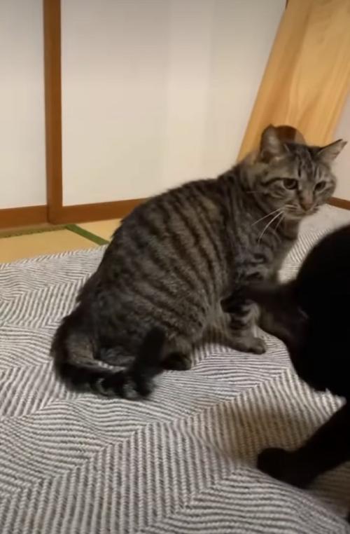 振り返る猫