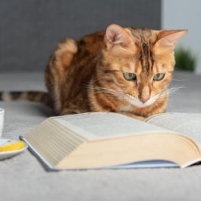 猫が『飼い主のマネをしている』ように見える瞬間4選　実は偶然ではない？科学的な根拠も解説