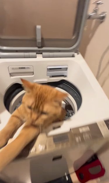 洗濯機にしがみつく猫