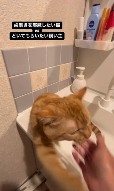 パンチする猫