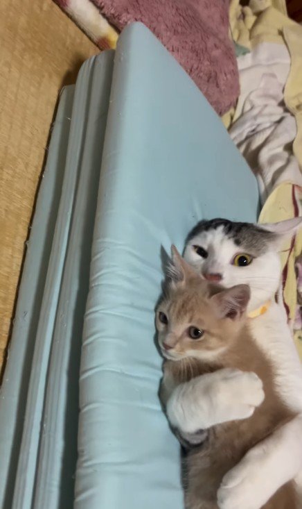子猫を抱きしめている猫