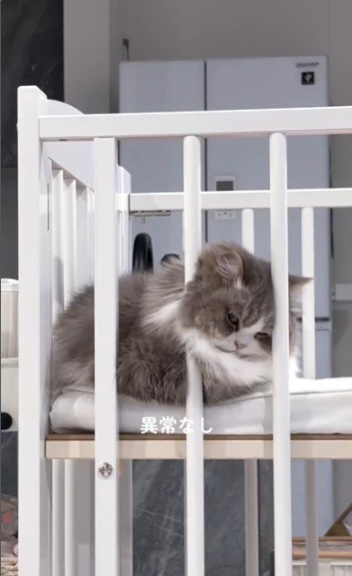 ベビーベッドの上に乗っている猫