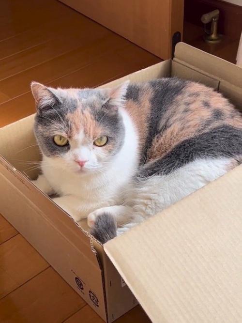 箱に入る猫