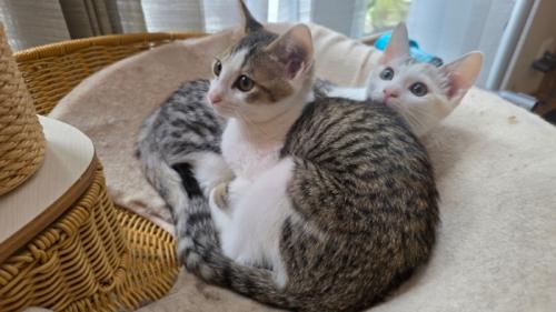 2匹の子猫