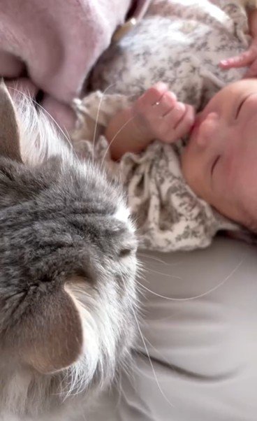 赤ちゃんのにおいを嗅いでいる猫