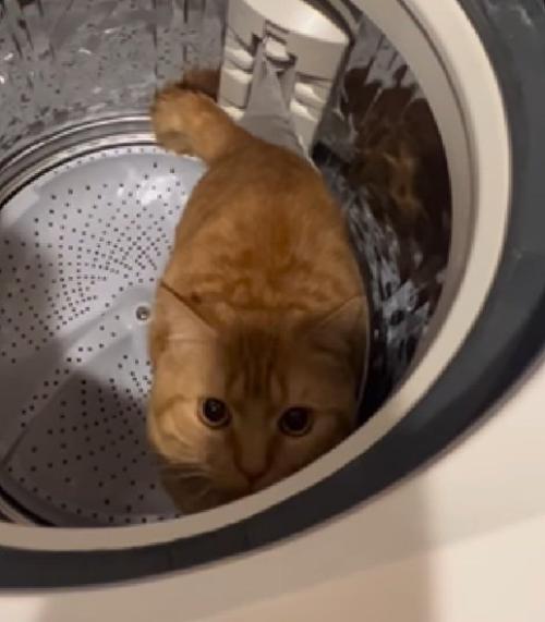 飼い主さんを見つめる猫