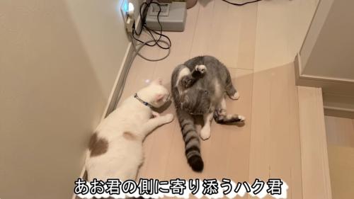 アメリカンカールの猫をなめる猫