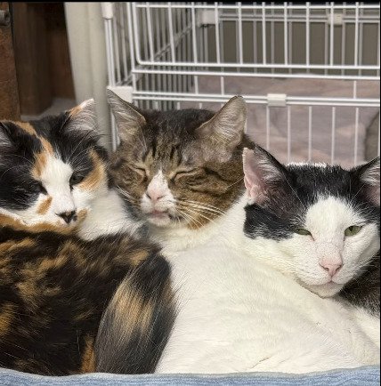 寄り添って眠る3匹の猫