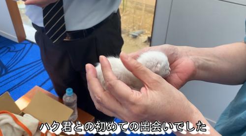 掌の中にいる子猫