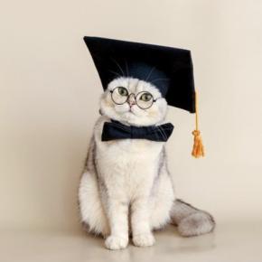 経営学修士号（MBA）を獲得した「非常に優秀な」猫…実は「おとり捜査員」だった！　米国　