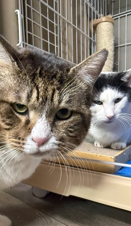 並んでカメラを見つめるキジ白猫とカツラくん