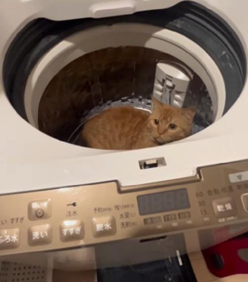 ドヤ顔の猫