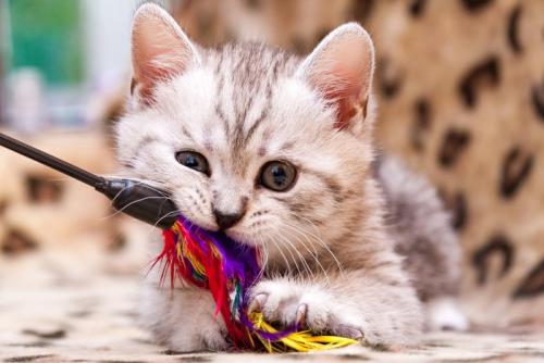 おもちゃをくわえる猫