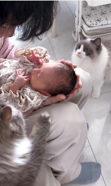 人に抱かれている赤ちゃんとそれを見ている猫