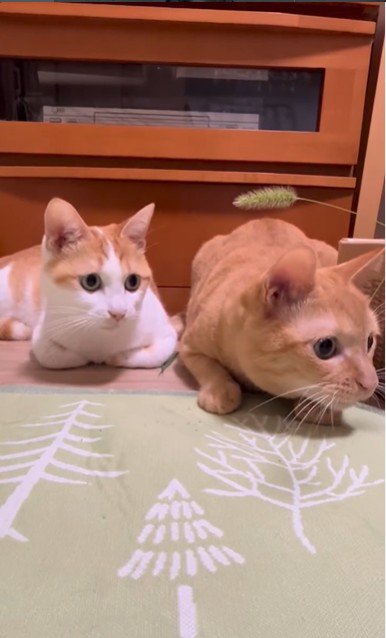 おもちゃを見ている猫