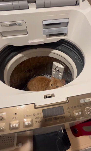 上を向く猫