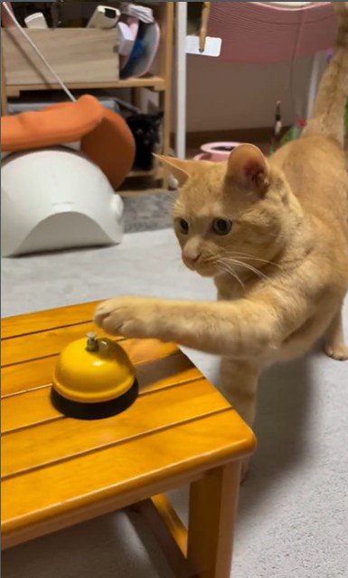 呼び出しベルに手を伸ばしている猫