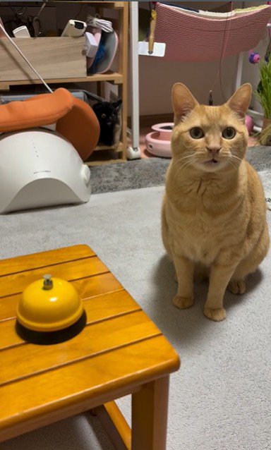 座っている猫