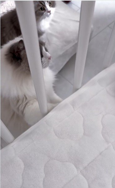 ベビーベッドの横から赤ちゃんを見ている2匹の猫