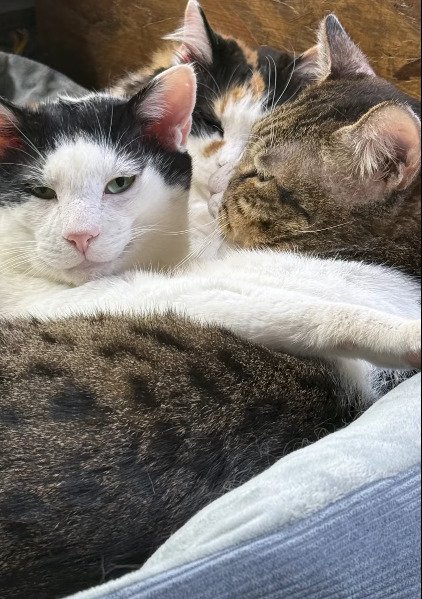 身を寄せ合ってくつろぐ3匹の猫