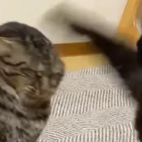 『喧嘩をする２匹の猫』を見ていると…１匹の猫がとった『予想外すぎる行動』が70万再生「吹いてしまった」「耐えられなかったｗｗ」と大爆笑