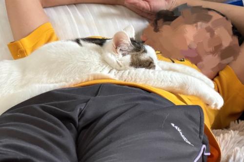 とろけている猫