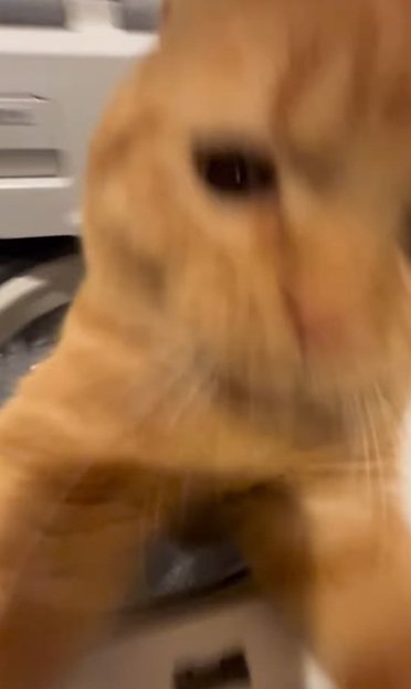 突撃する猫