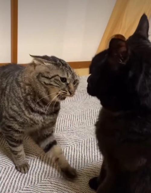 仕掛ける猫