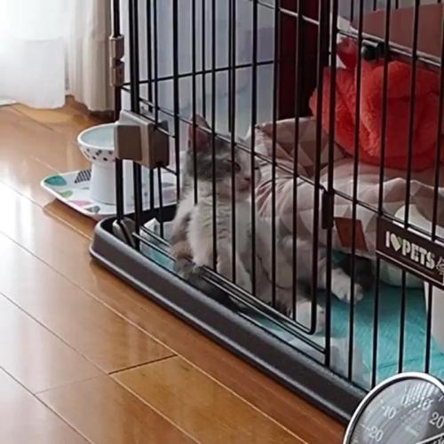 ケージの中で寝る子猫