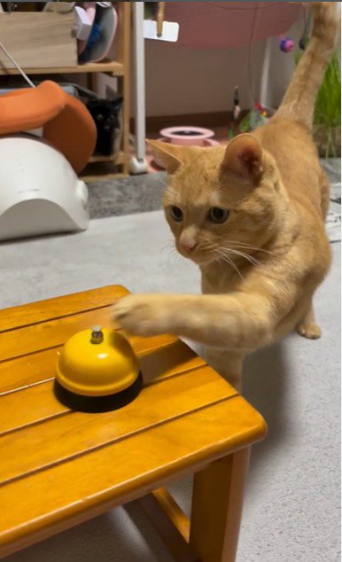 呼び出しベルを鳴らしている猫