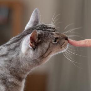 猫が『離れたくない』と思う人に共通する特徴5選　どんな人が選ばれるの？接し方のコツまで