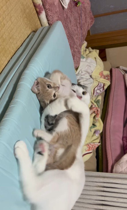 子猫を抱きしめている猫