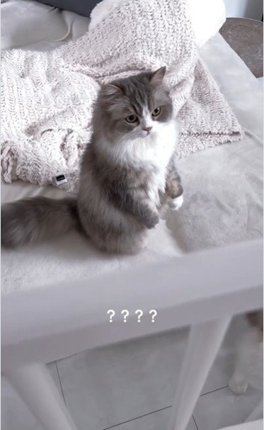 ベビーベッドの横から赤ちゃんを見ている猫