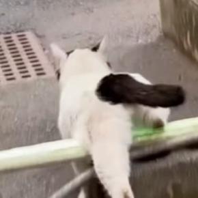 外で生活していた『ひとりぼっちの猫』が保護された結果→半年が経つと…感動のエピソードが45万再生「涙が出てきた」「顔つきが変わったね」