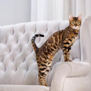 猫の体型を分類する『ボディタイプ』6つ　種類ごとの特徴や当てはまる猫種もご紹介