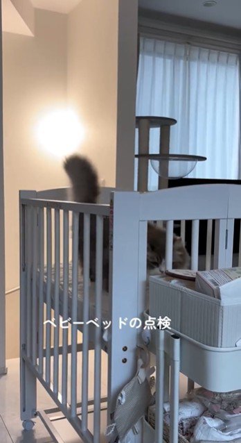 ベビーベッドの上に乗っている猫